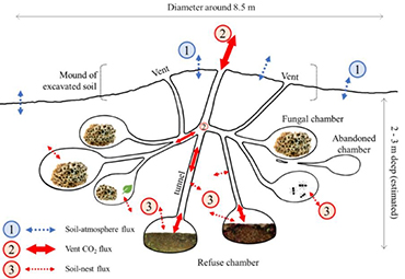 Diagram of a leaf-cutter ant nest.