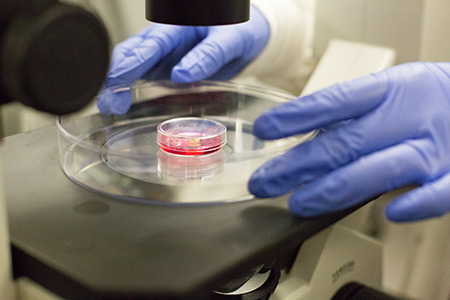 Students Building Living Machines Out of Engineered Tissues | Student ...